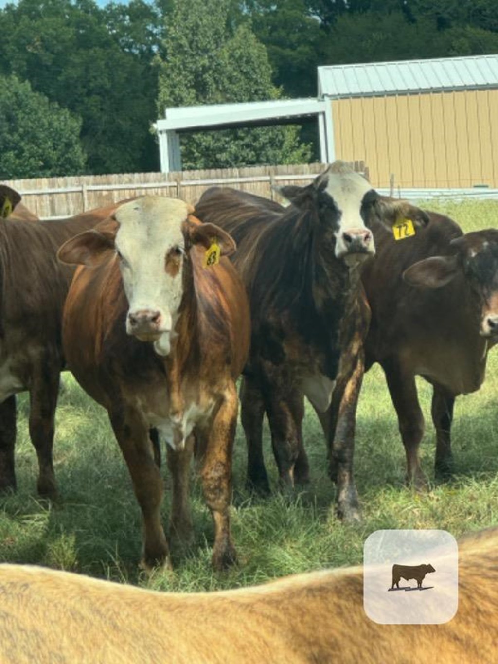 Cattle Range Listing Photo