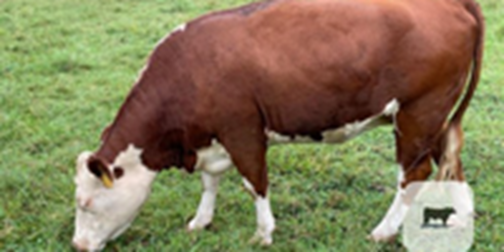 1 Purebred Hereford Rep. Heifer... Northeast AL