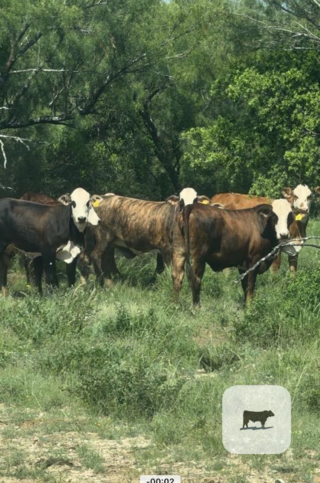 Cattle Range Listing Photo