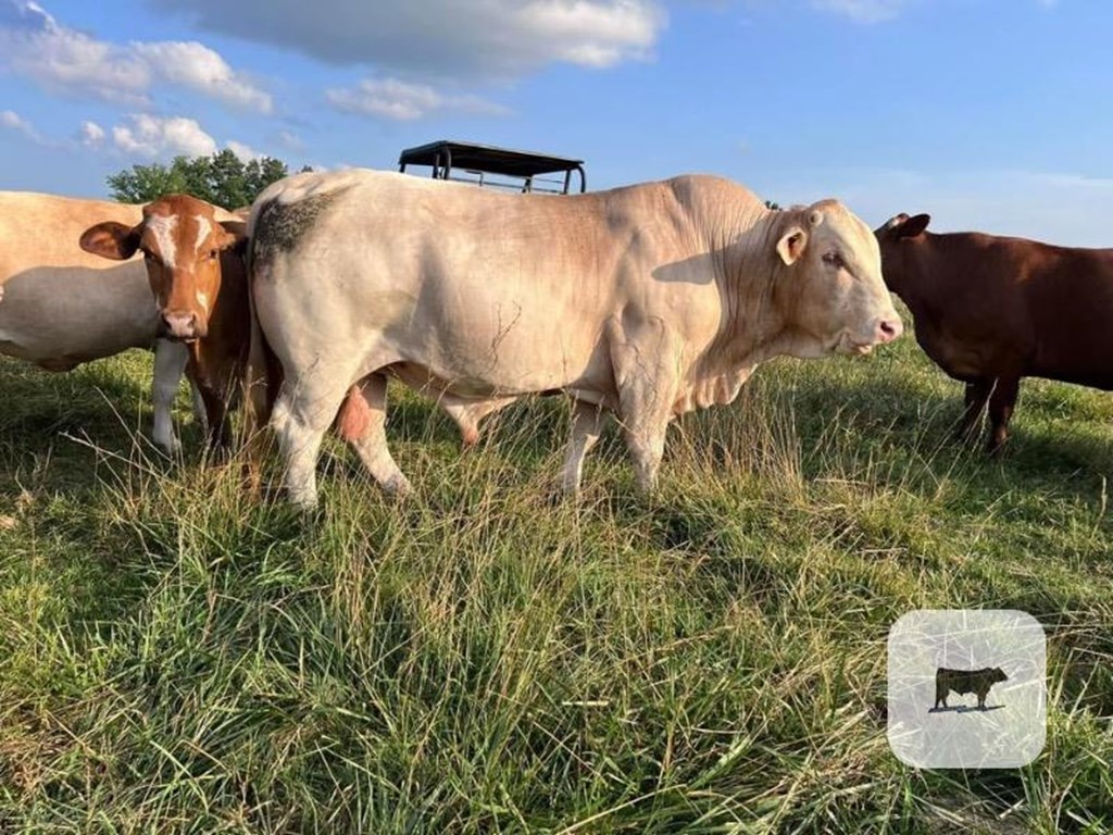 Cattle Range Listing Photo