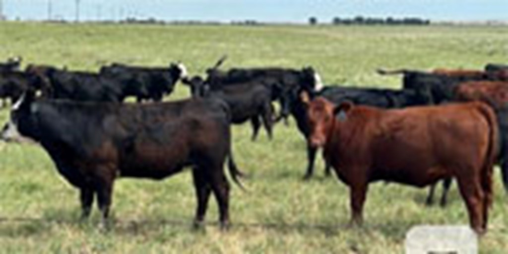 160 Angus Bred Heifers... Central KS ~ FD