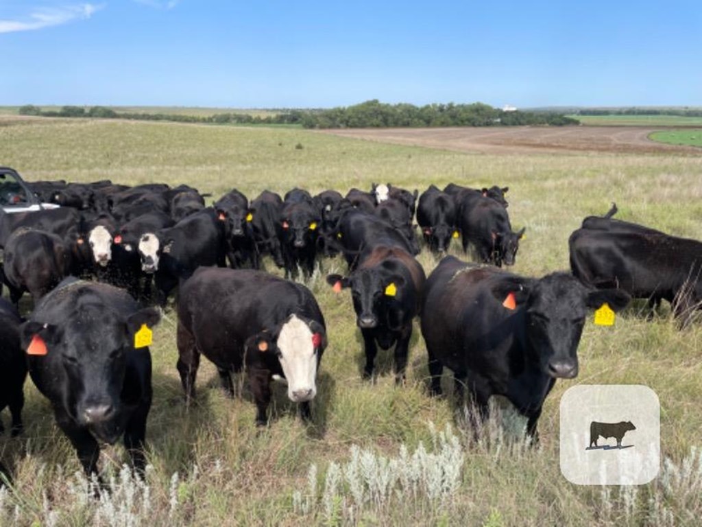 Cattle Range Listing Photo