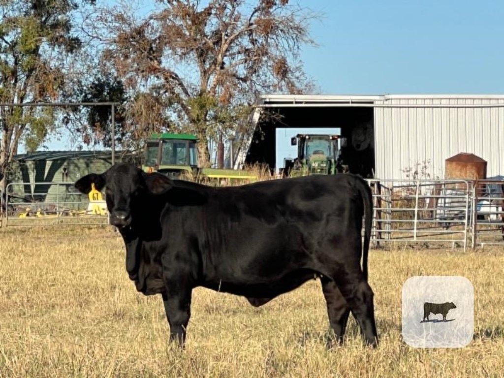 Cattle Range Listing Photo