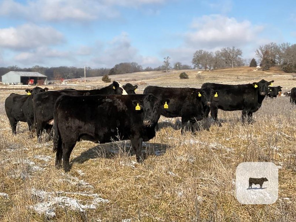 Cattle Range Listing Photo