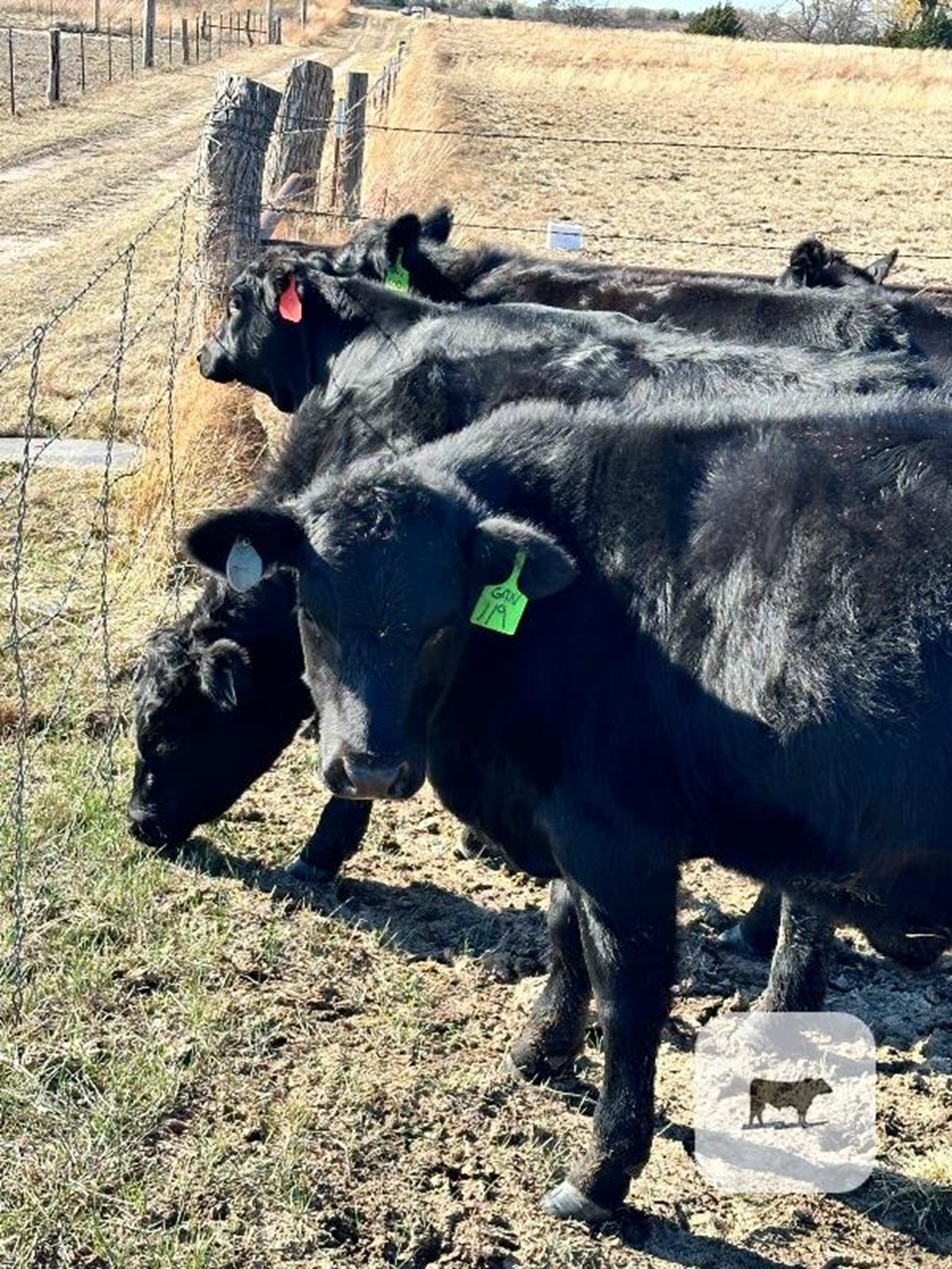 Cattle Range Listing Photo