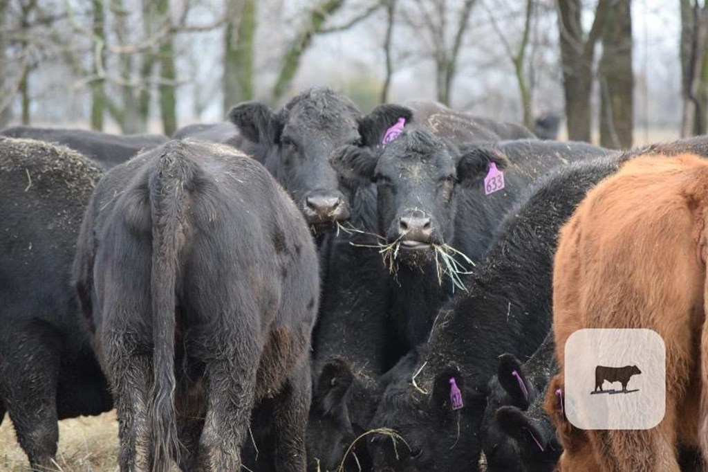 Cattle Range Listing Photo