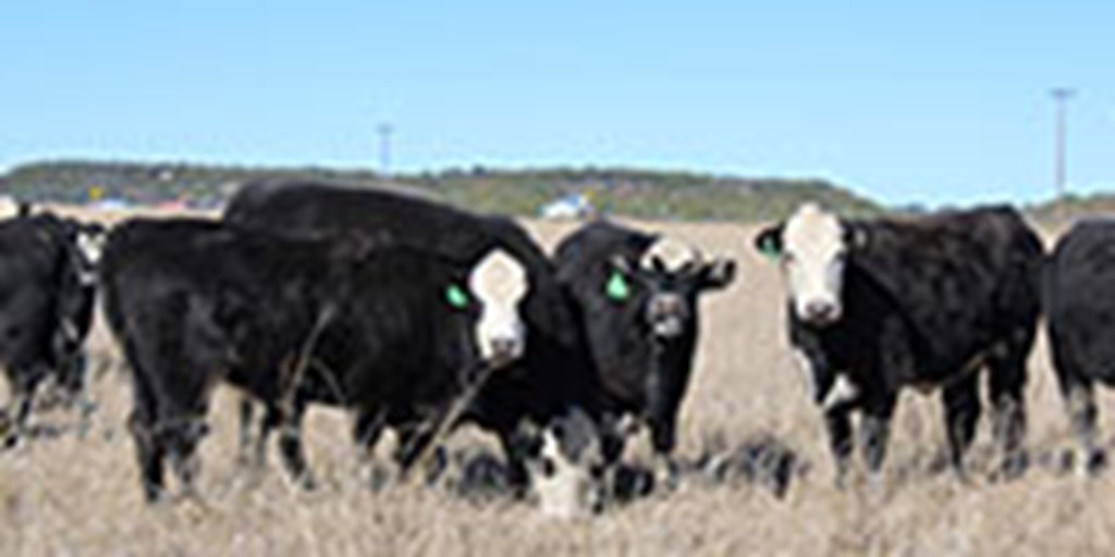 10 Angus/Hereford BMF Bred Heifers... Central TX