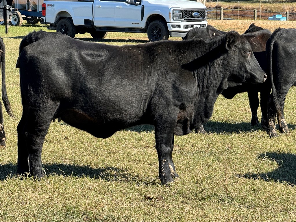 Cattle Range Listing Photo