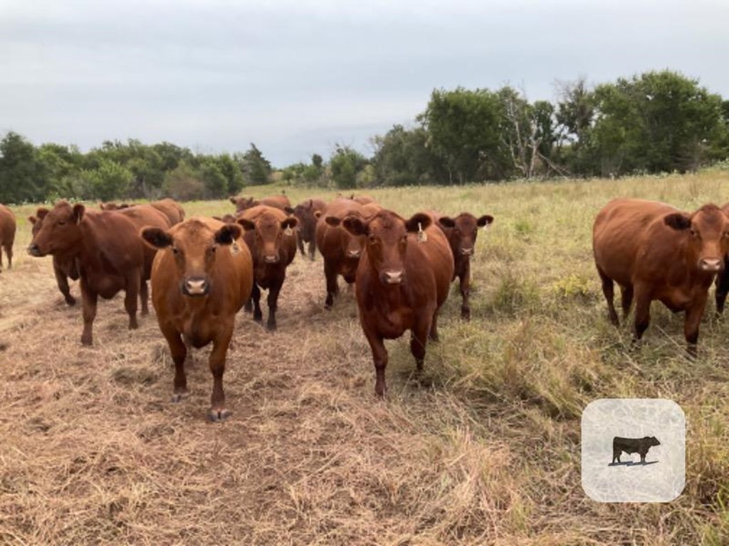 Cattle Range Listing Photo