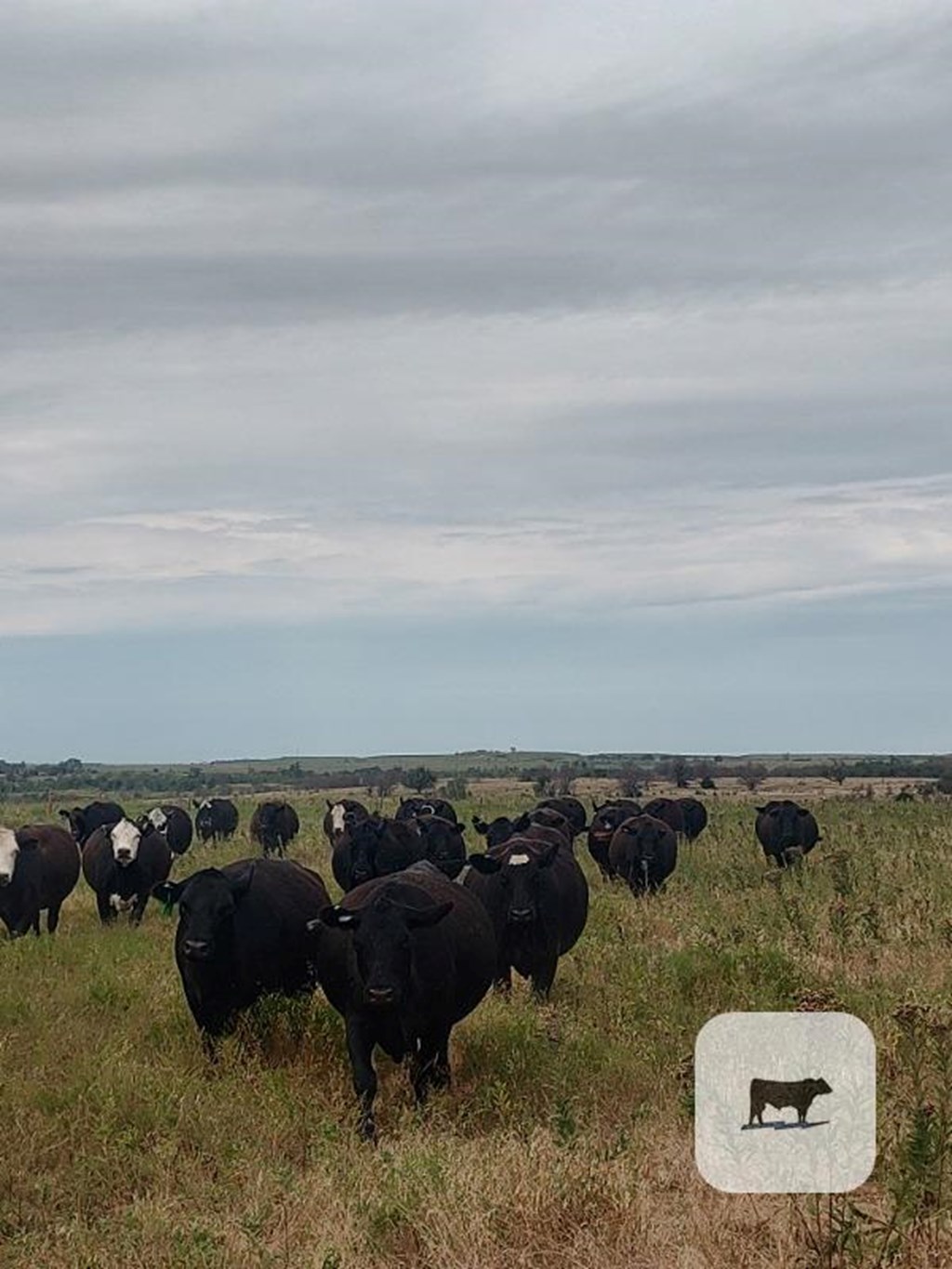 Cattle Range Listing Photo