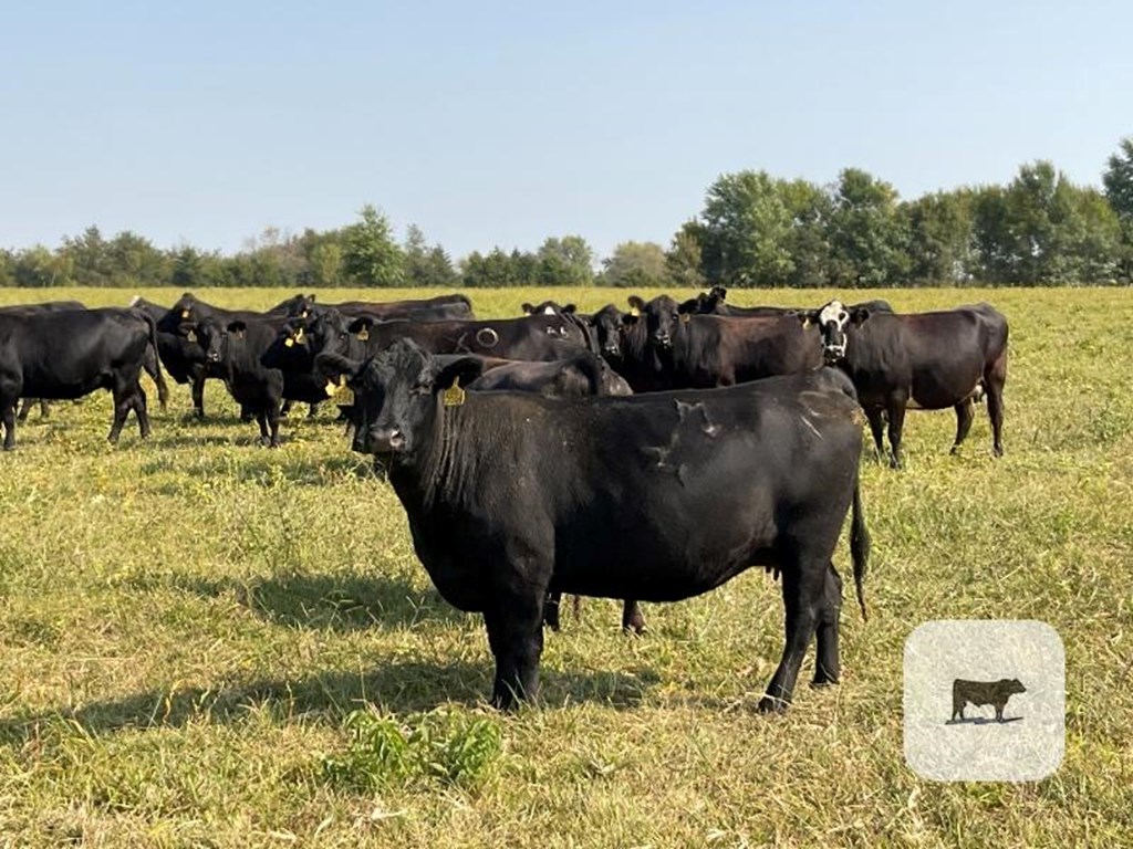 Cattle Range Listing Photo