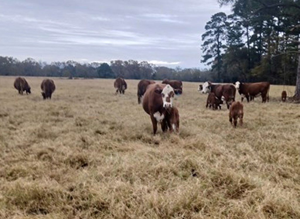 Cattle Range Listing Photo