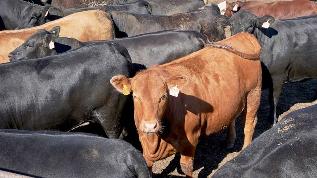 Cattle on Feed Report & Thoughts on Herd Expansion