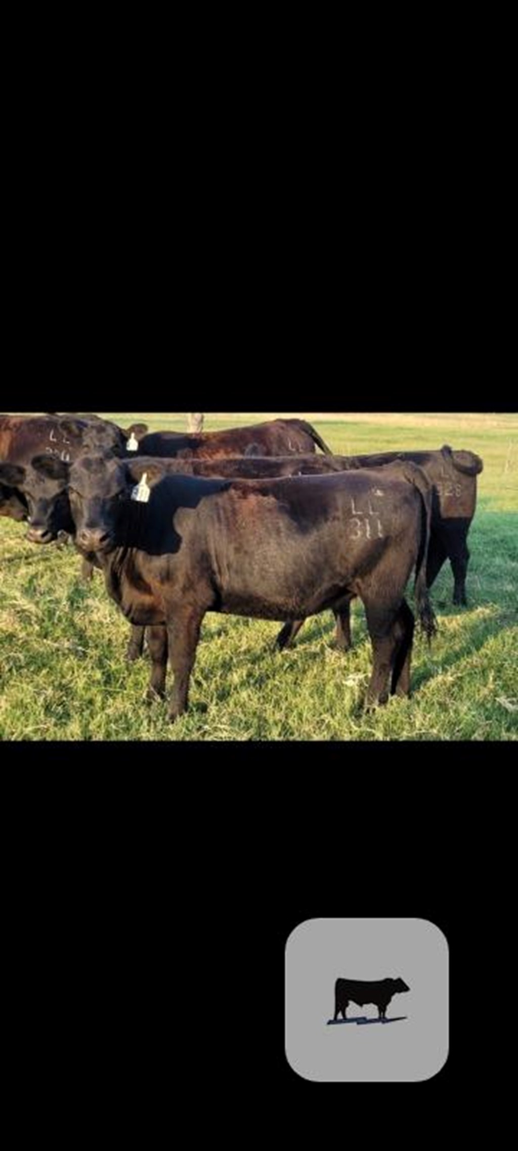 Cattle Range Listing Photo