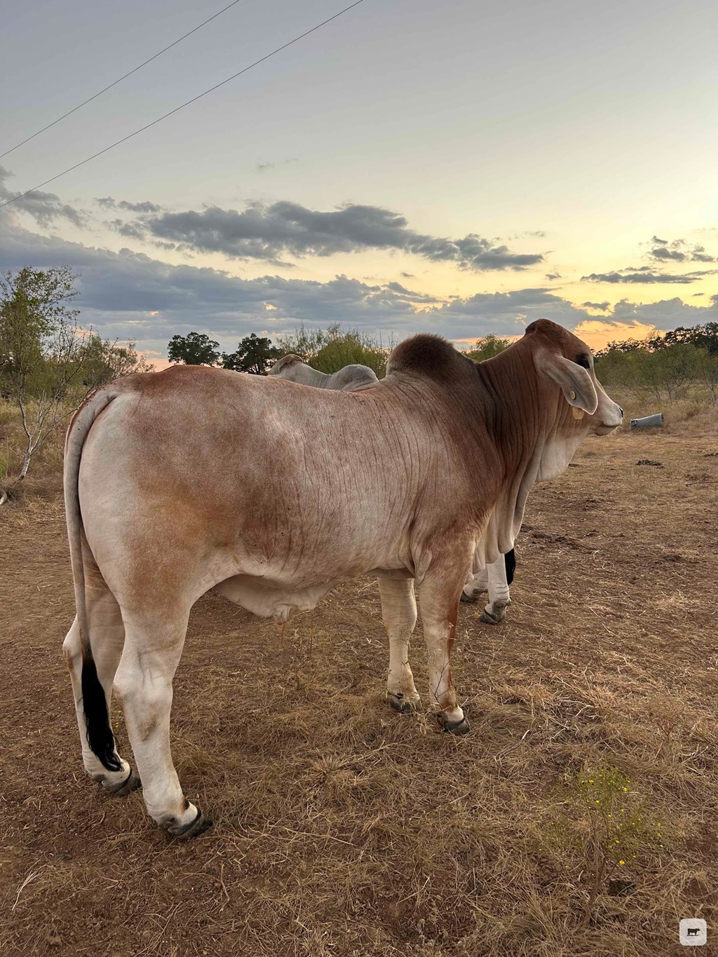 Cattle Range Listing Photo