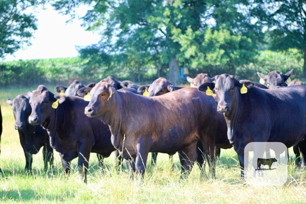 Cattle Range Listing Photo