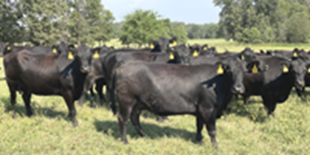 40 Angus Cows w/ 12+ Calves... Southwest MO