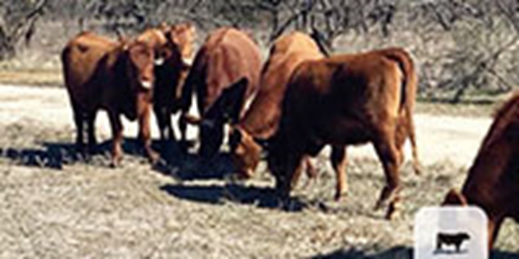 8 Red Angus Bred Heifers... North TX ~ BVD-PI Neg.