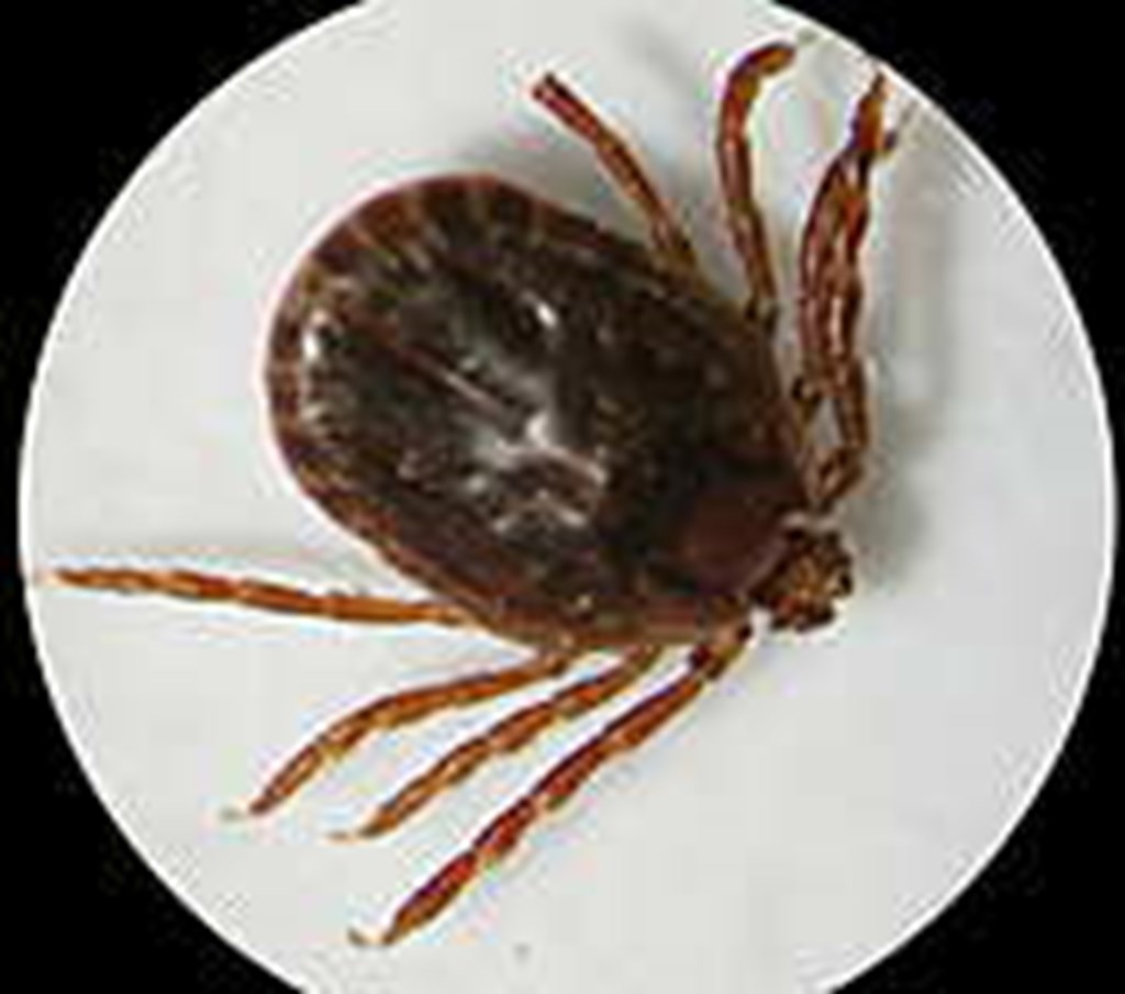 Invasive ‘Longhorned Ticks’ Discovered in Missouri Cattle Range