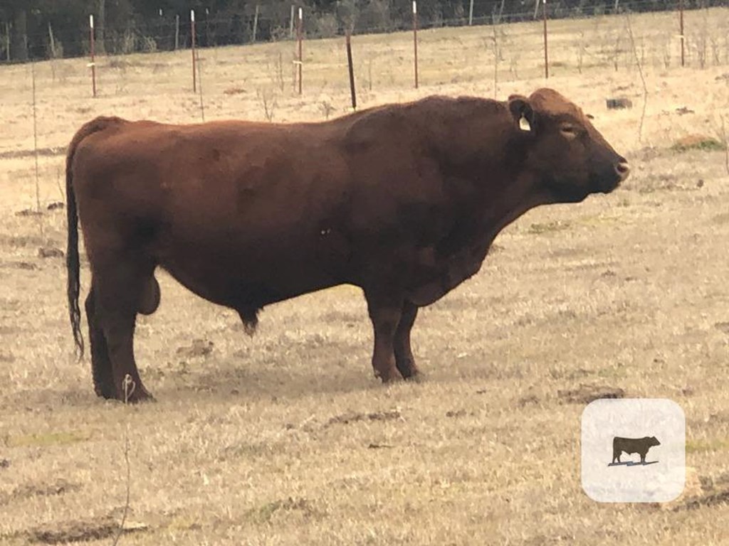 Cattle Range Listing Photo