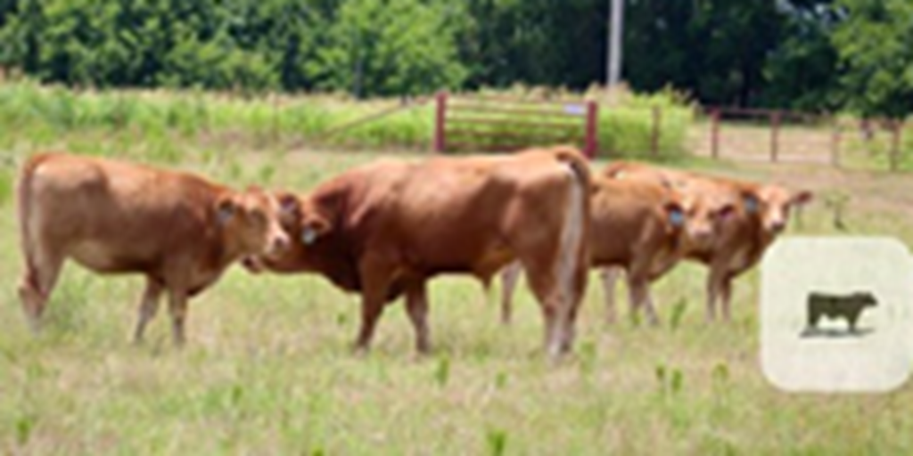 4 Akaushi/Red Wagyu Bred Heifers... Southwest OK