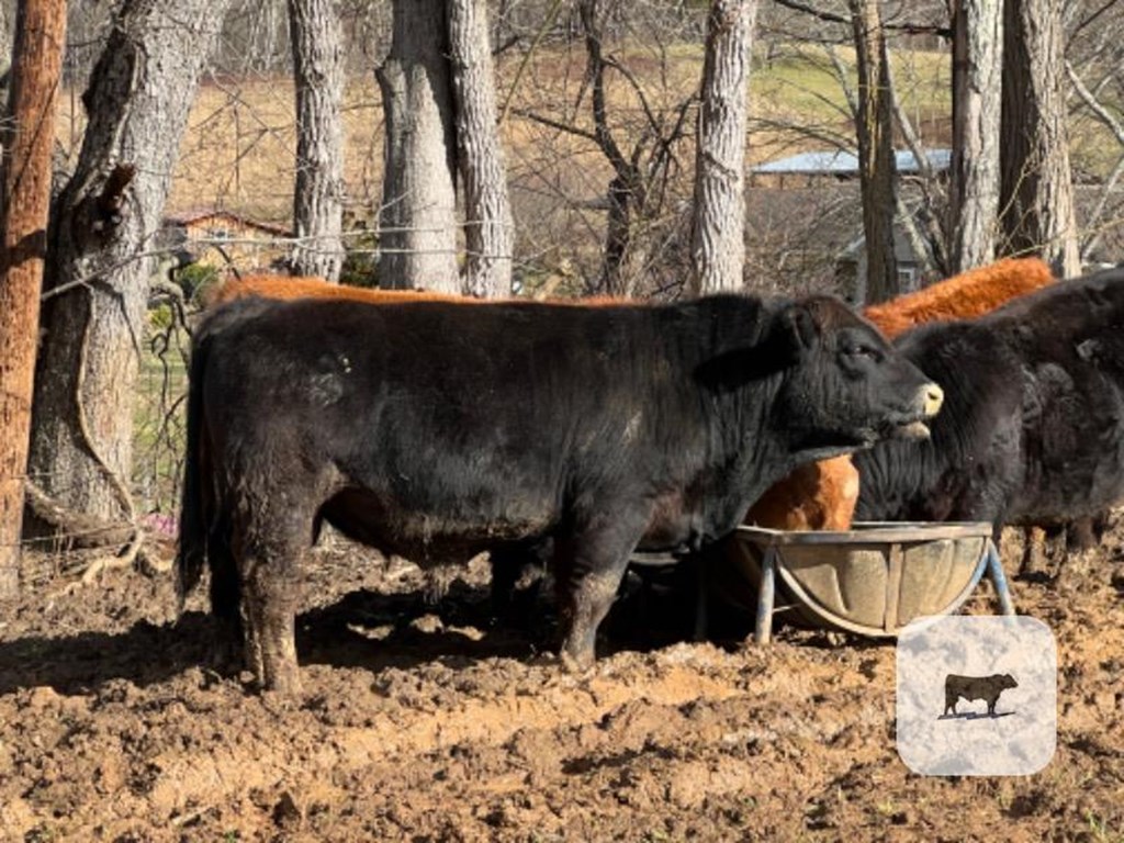 Cattle Range Listing Photo