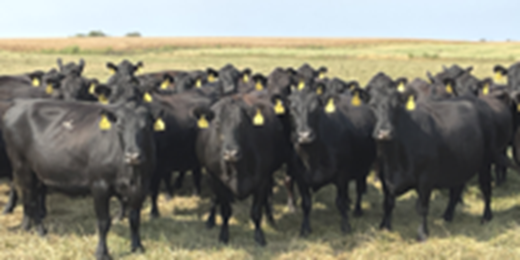 40 Angus & BMF Cows... Southwest MO