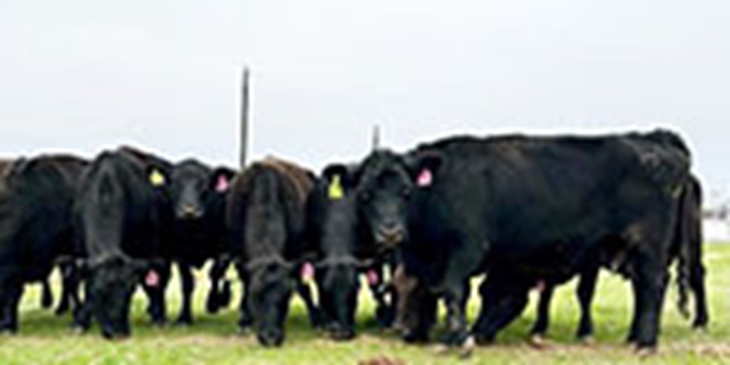 14 Angus, Brangus, & Charolais Cows... Central TX