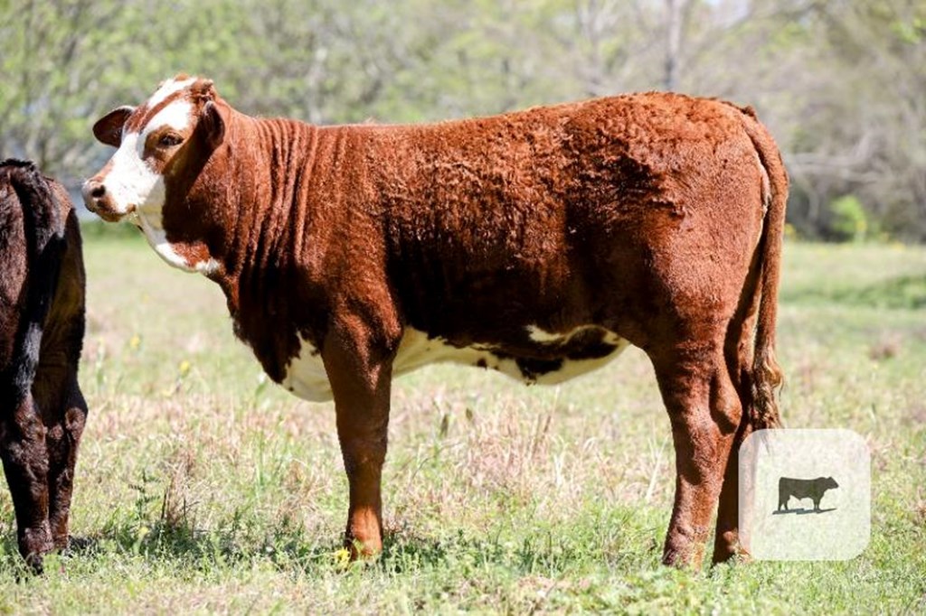 Cattle Range Listing Photo