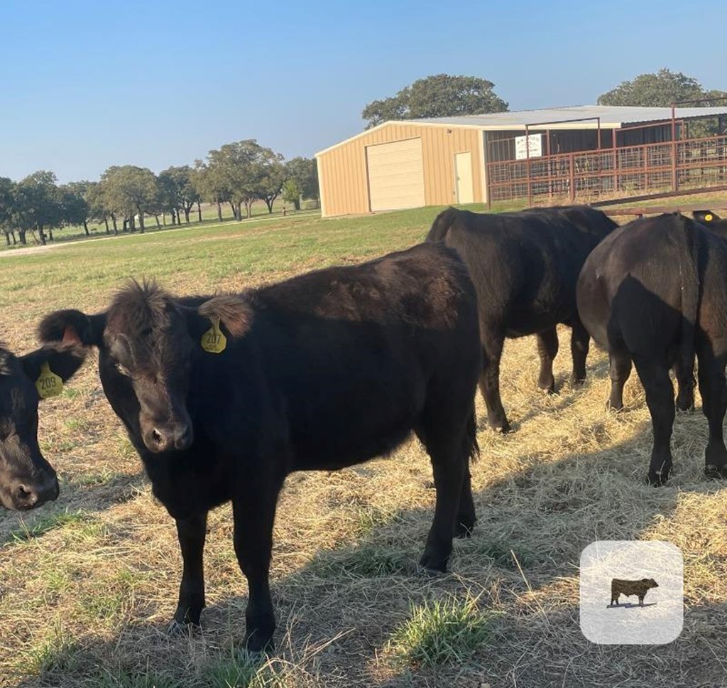 Cattle Range Listing Photo