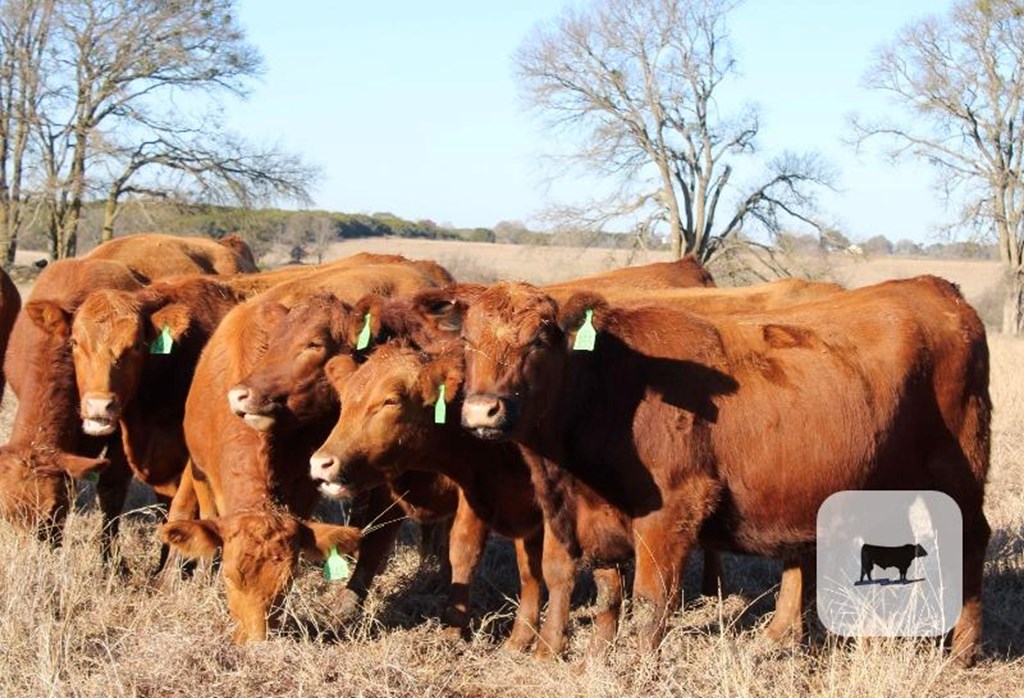 Cattle Range Listing Photo