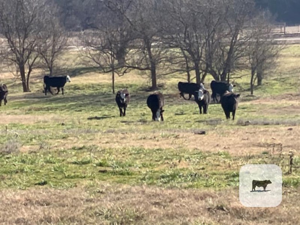 Cattle Range Listing Photo