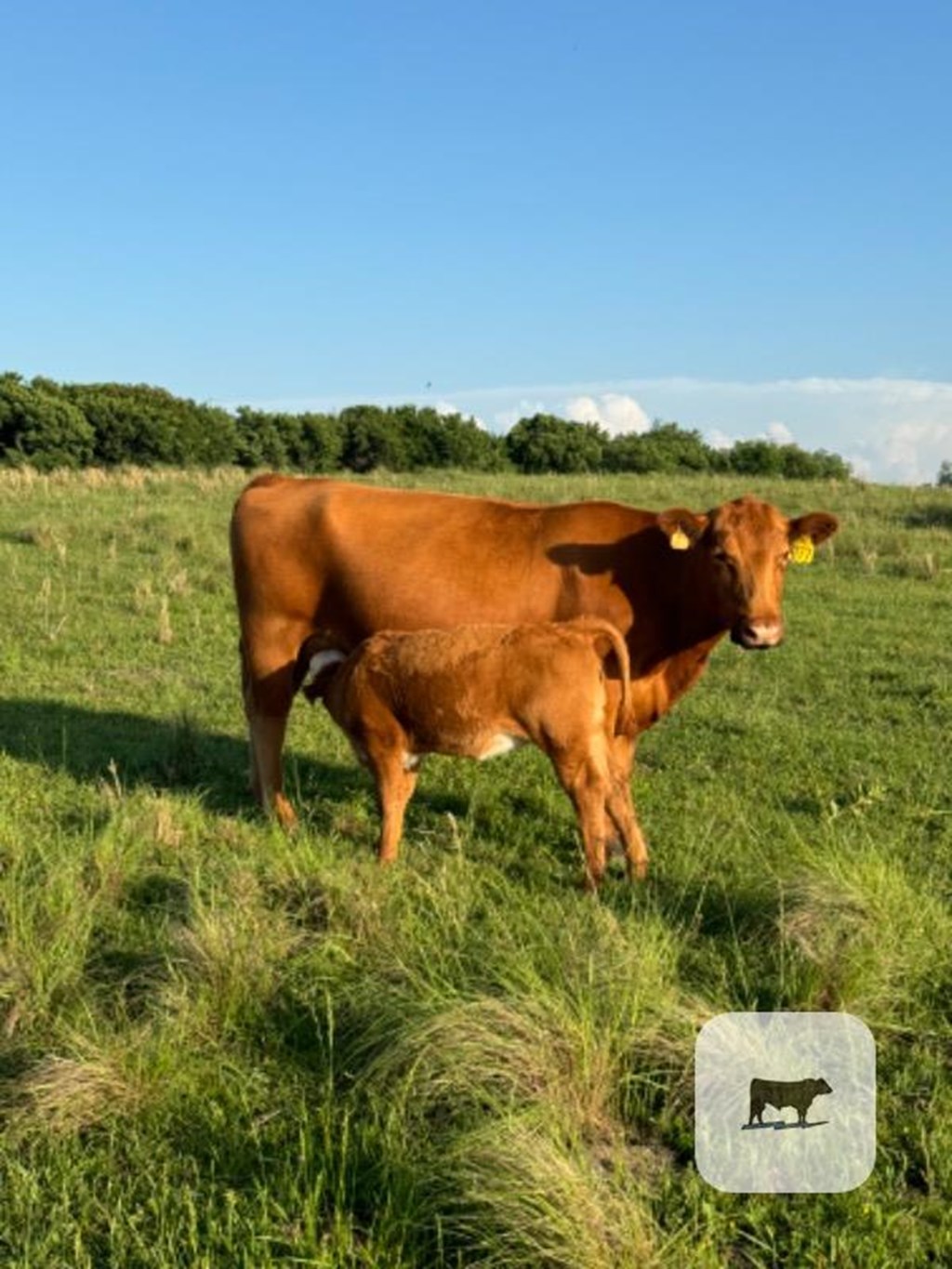 Cattle Range Listing Photo