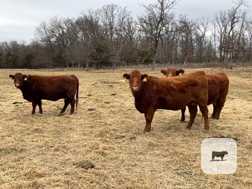 Cattle Range Listing Photo