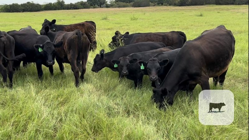 Cattle Range Listing Photo