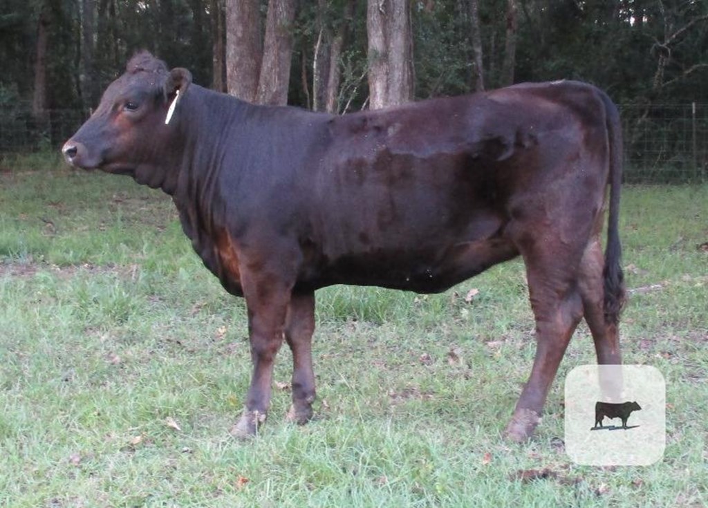 Cattle Range Listing Photo