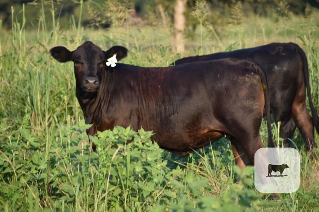 Cattle Range Listing Photo