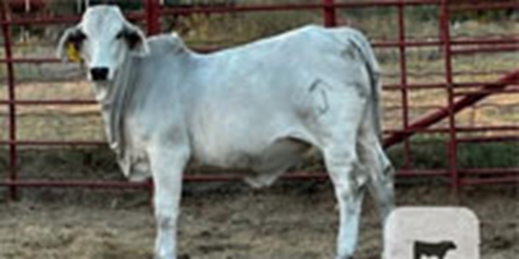 1 Reg. Brahman Rep. Heifer... North TX