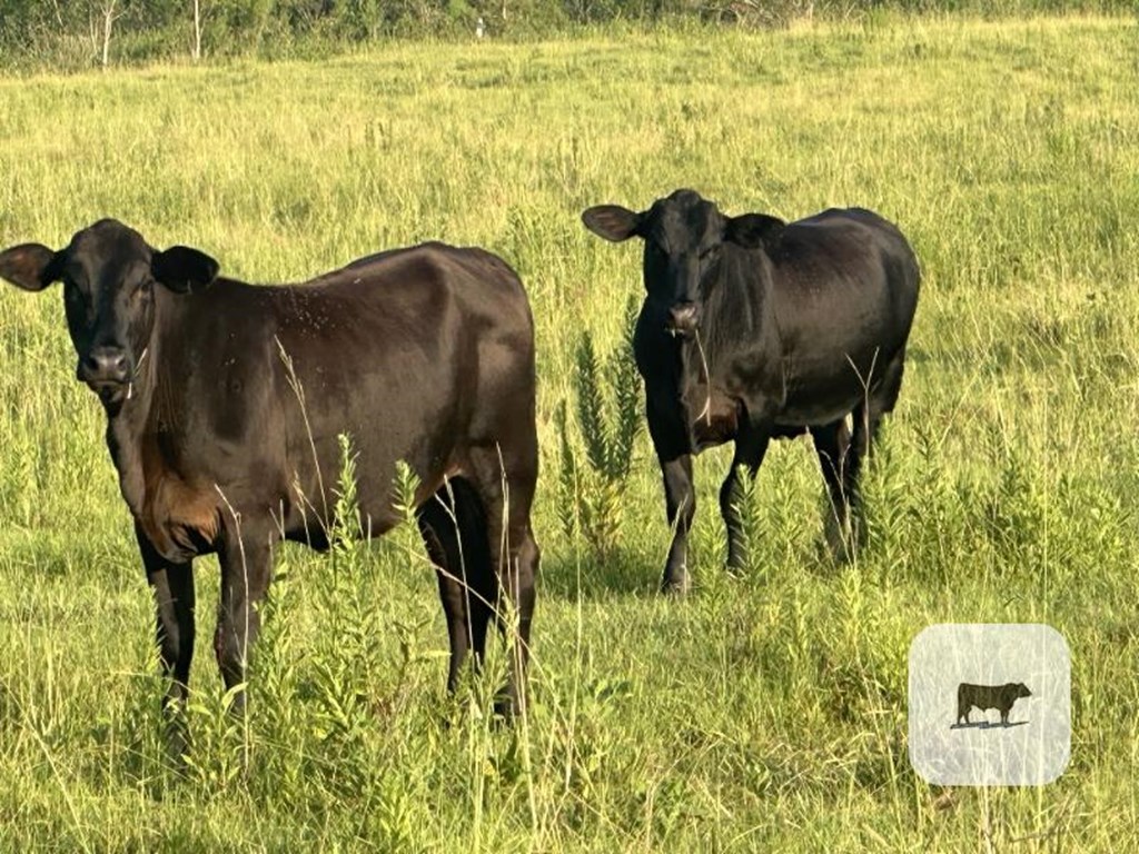 Cattle Range Listing Photo