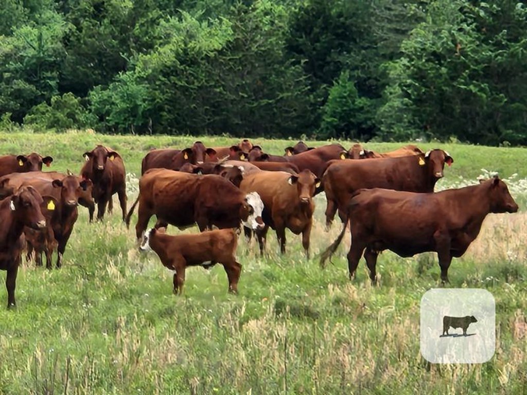 Cattle Range Listing Photo