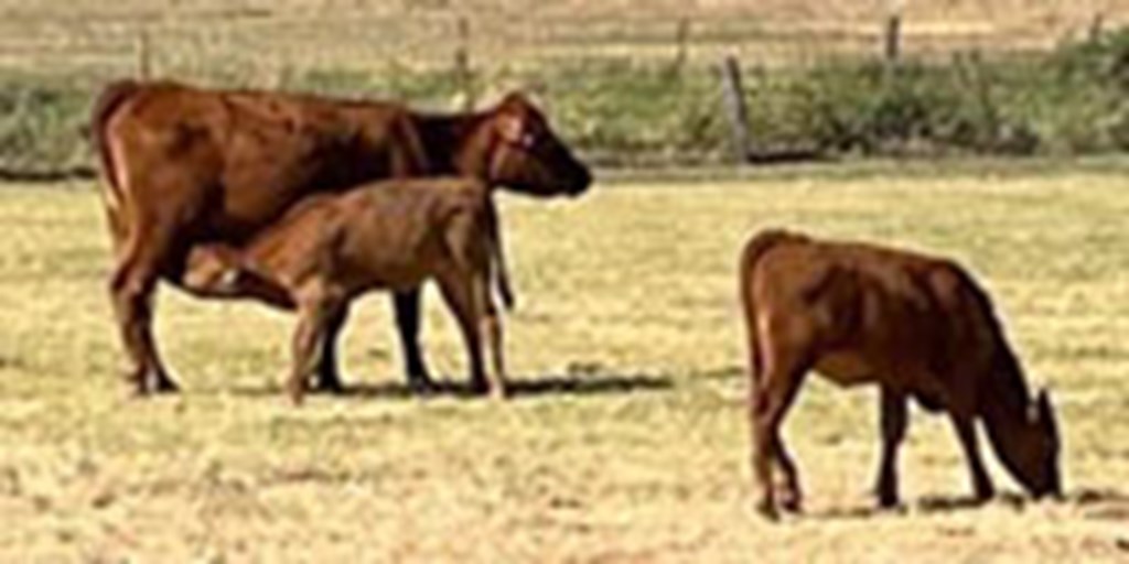 15 Red Angus & Red Angus/Akaushi 1st-Calf Pairs...  North TX