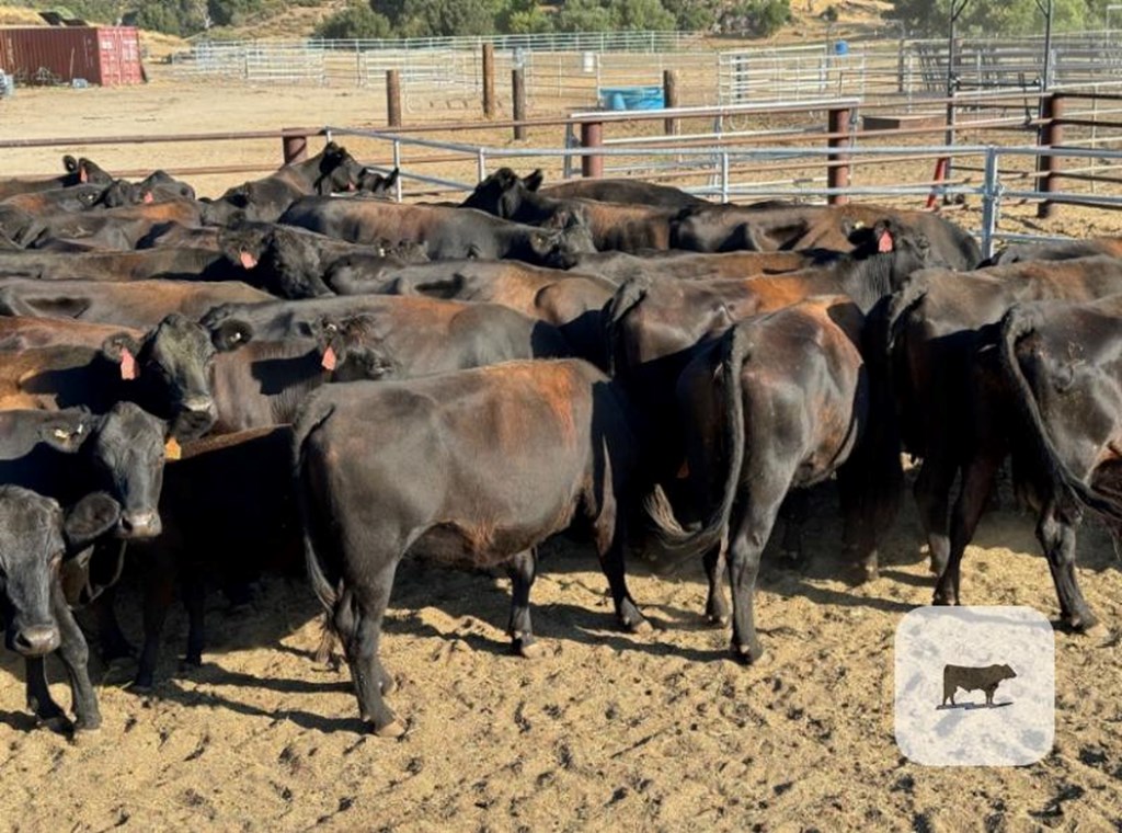 Cattle Range Listing Photo