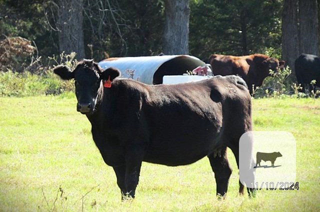 Cattle Range Listing Photo