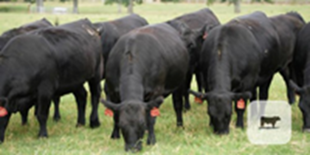 19 Angus/SimAngus Bred Heifers... Central AR