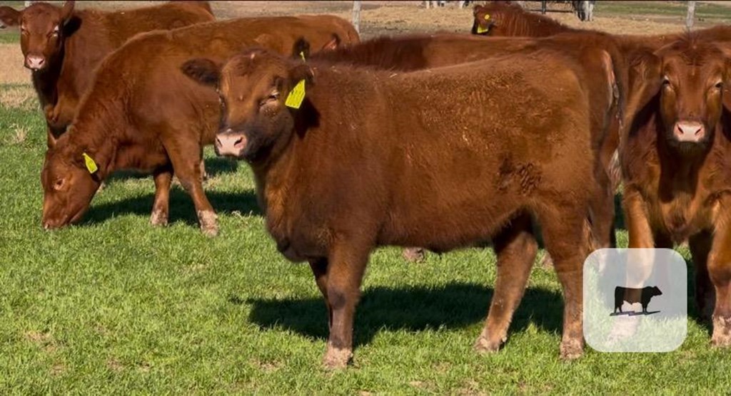 Cattle Range Listing Photo