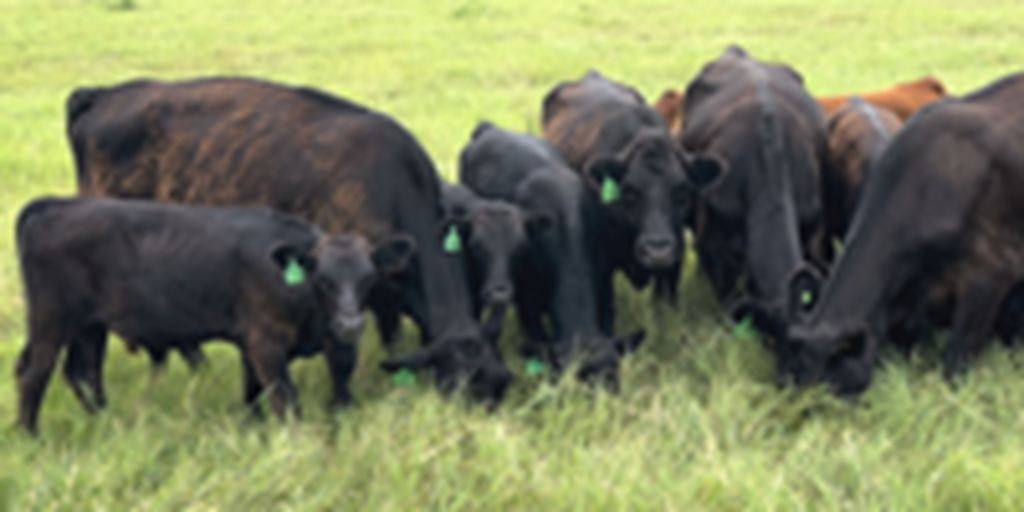 8 Angus 1st-Calf Pairs... Central TX