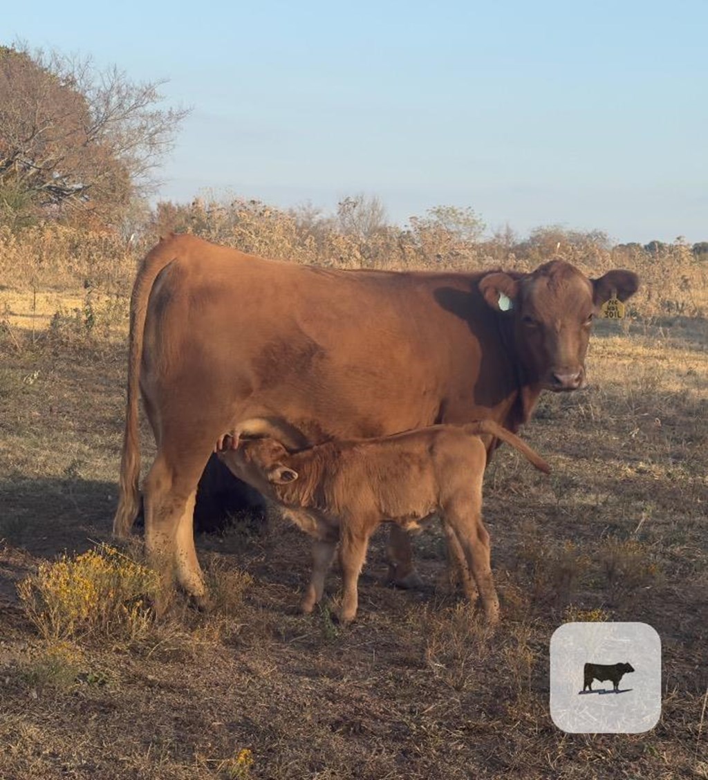 Cattle Range Listing Photo