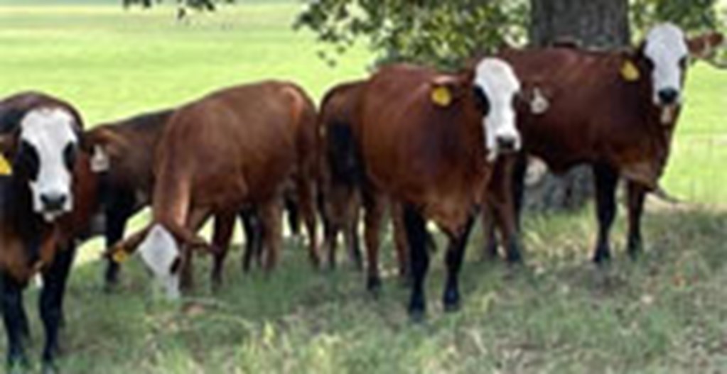 8 Braford Bred Heifers... East TX