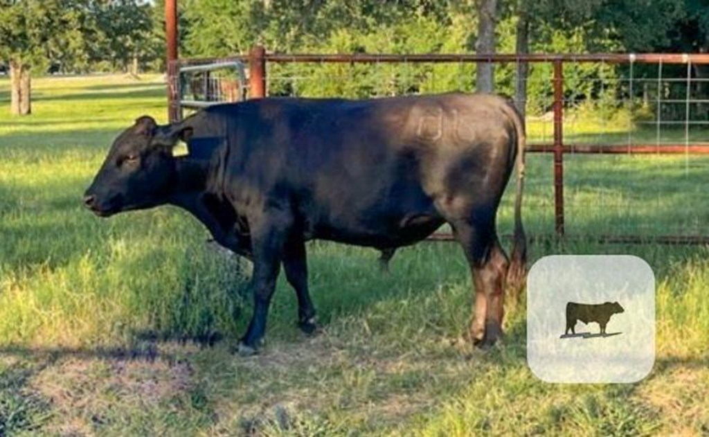 Cattle Range Listing Photo