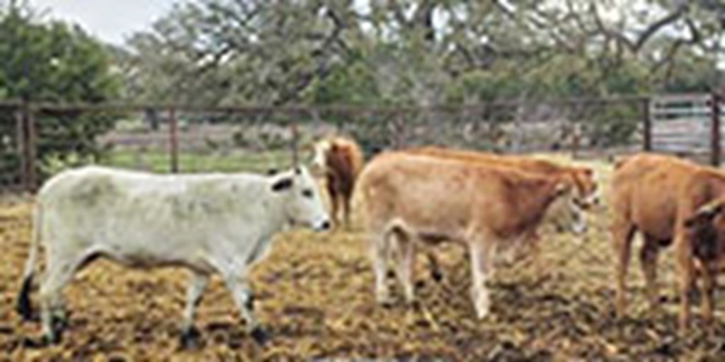 14 Brahman Cross Bred Heifers... S. Central TX